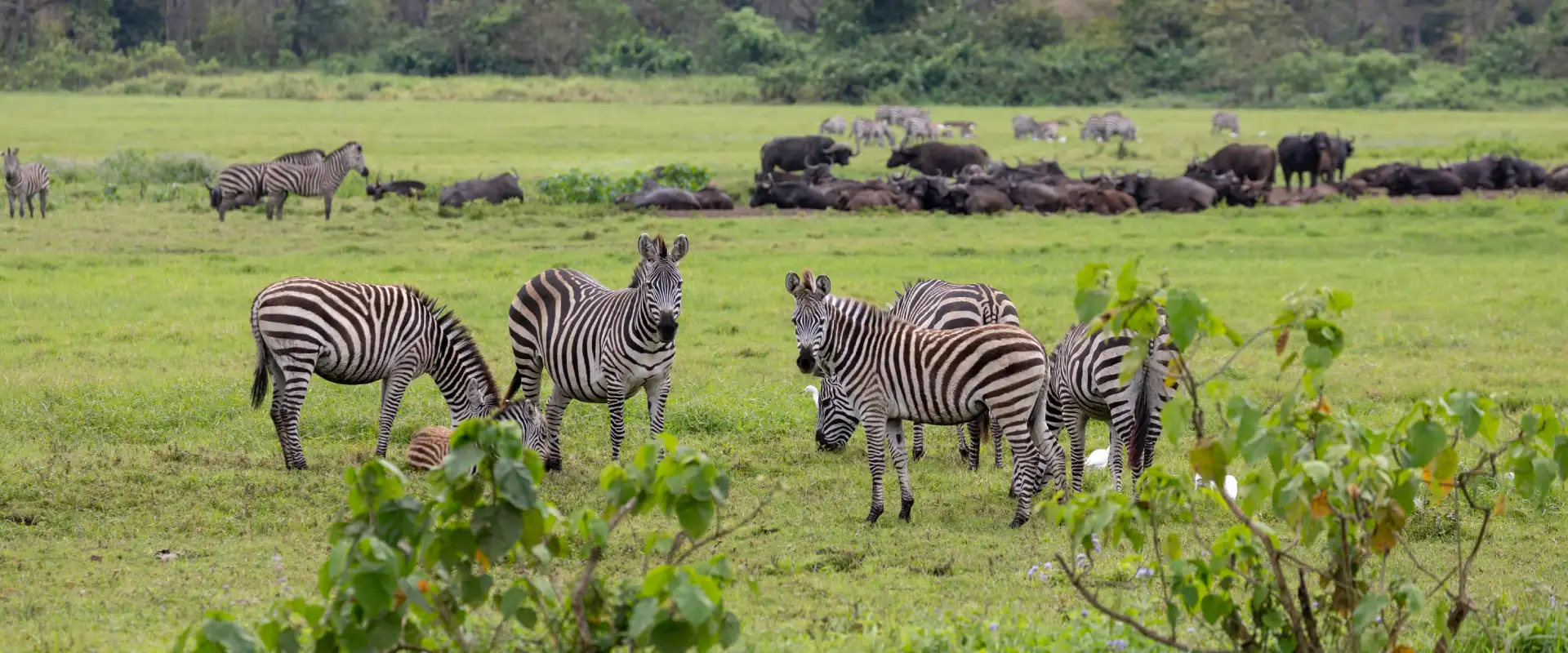 Walking Safari
